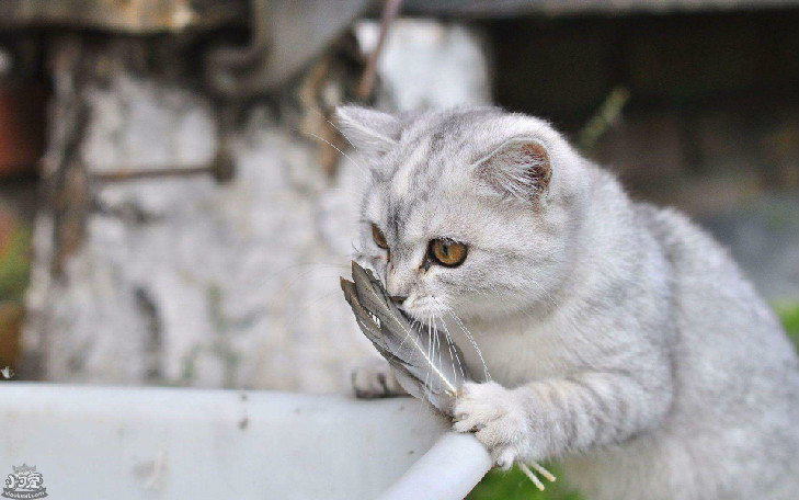 母猫发情症状 只需看一点就能确诊