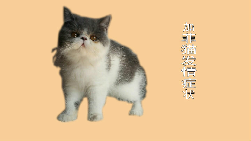 加菲猫发情症状 如何判断加菲猫发情