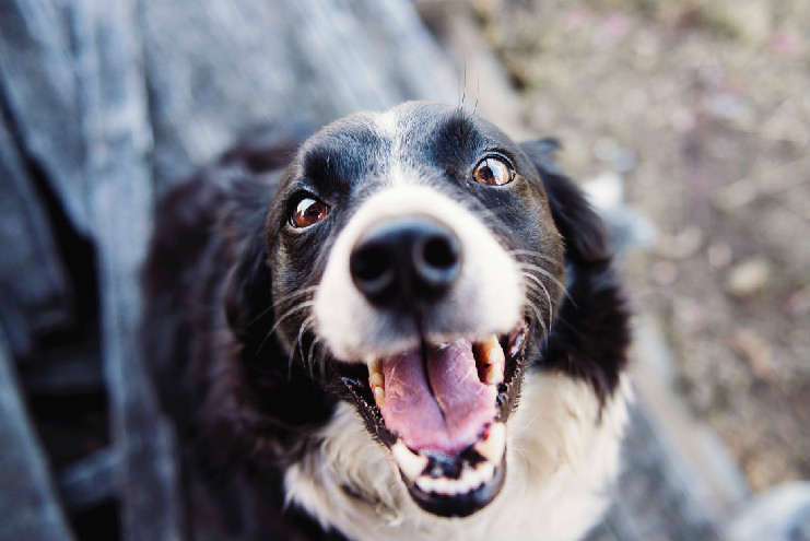 狗狗感冒和犬瘟的区别 如何准确判断狗狗感冒还是犬瘟