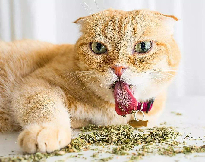 猫薄荷有什么副作用 会让猫咪因太过兴奋猝死吗