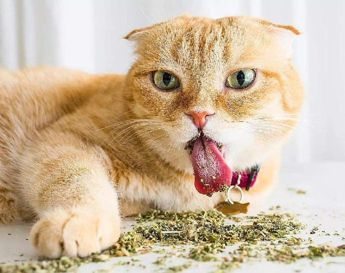 猫薄荷播种时间 播种猫薄荷全攻略