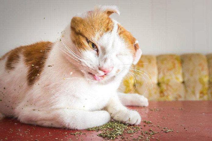 猫薄荷几个月能用 小朋友及特殊猫群不可尝试哦