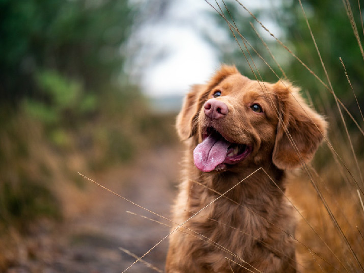 狗狗呕吐没精神 应警惕细小和犬瘟