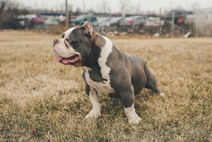 斗牛犬怀孕多久生产