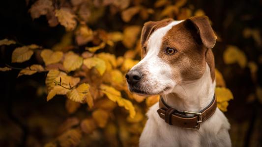 犬瘟和细小是什么