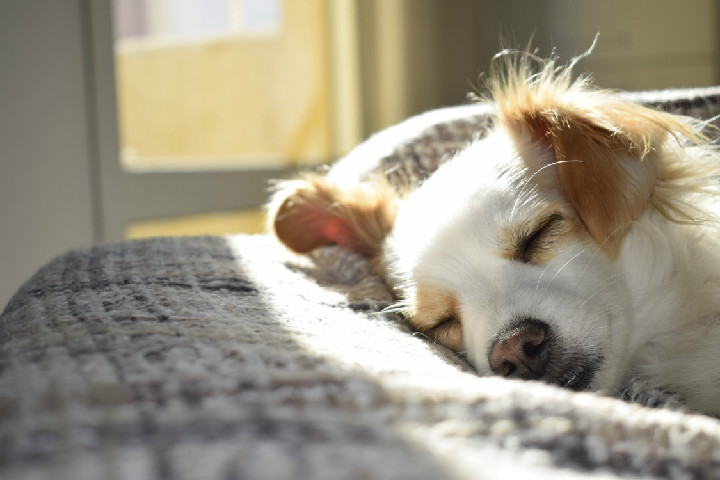 狗狗拉稀带血 需警惕犬瘟或细小