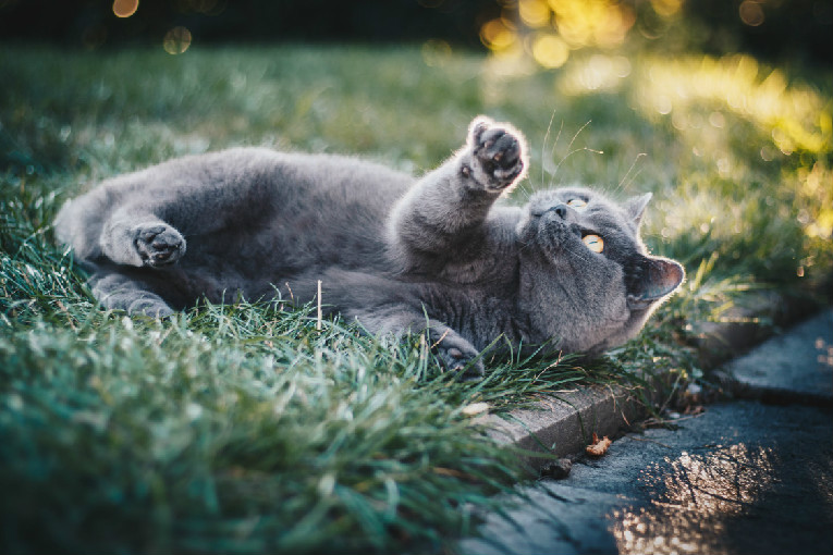 猫怀孕多久可以做B超 猫怀孕期间要注意什么