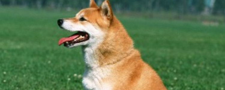 秋田犬怀孕期间怎么照顾 秋田犬怀孕你必须了解的！