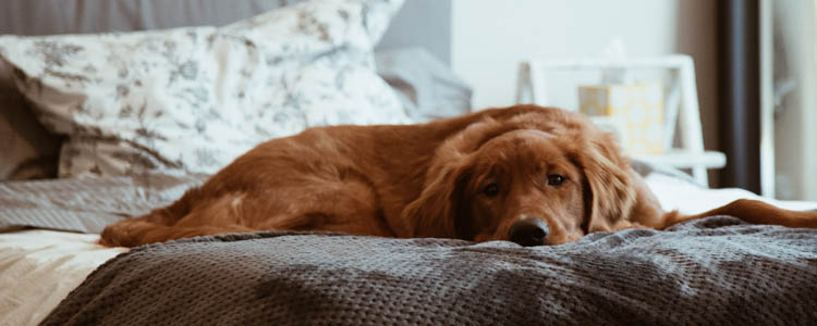 犬猫绝育前准备什么 告诉犬猫在手术床上经历了什么