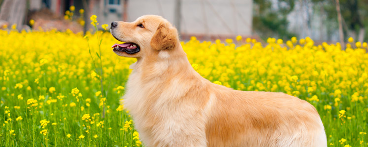 犬瘟热会传染人吗 犬瘟热不会伤害到人类的！