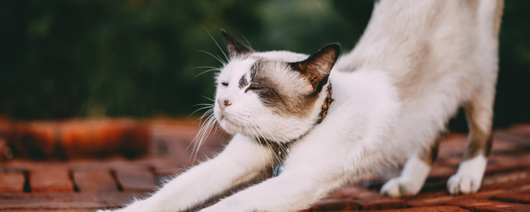 卷毛猫掉毛吗 掉毛期间护理手册