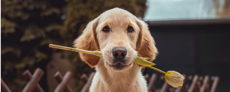 做文明养犬人 做优秀养犬人