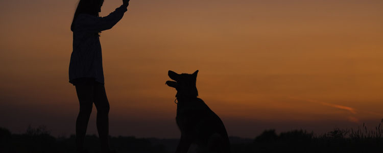 德国牧羊犬怎么训 德国牧羊犬的三项基本训练