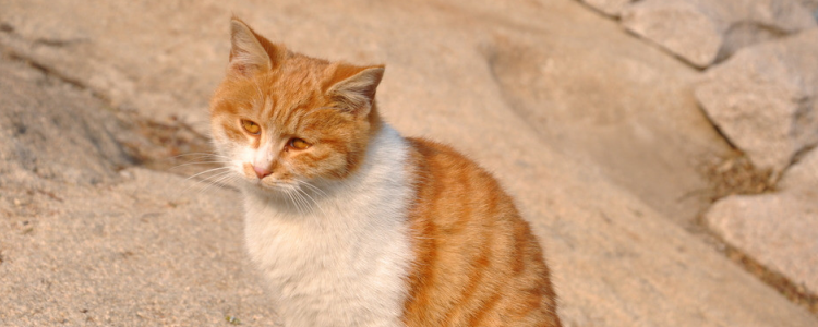 猫草和化毛膏哪个好 排出毛球才是最重要的事情！