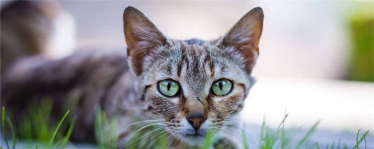 博汪猫粮美毛吗 博汪猫粮含有深海鱼油