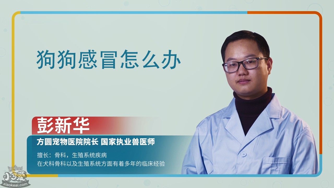 狗狗感冒了怎么办用最简单的方法