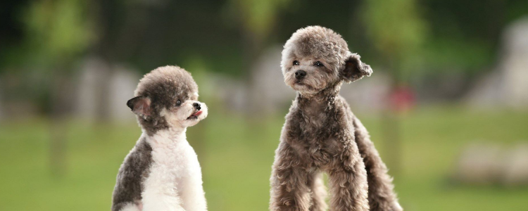 贵宾犬毛色变浅怎么办 根据不同原因解决吧！