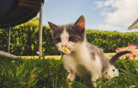 流浪猫为什么不怕猫瘟 体质或免疫力较强