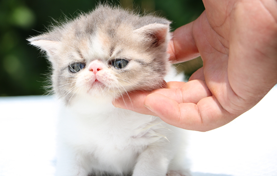 加菲猫是掉毛最严重的猫么 加菲猫掉毛比别的猫掉毛多