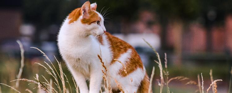 猫绝育的最佳时间 公猫绝育的最佳时间