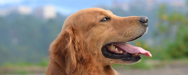 哺乳期母犬如何进食 哺乳期母犬怎么进食