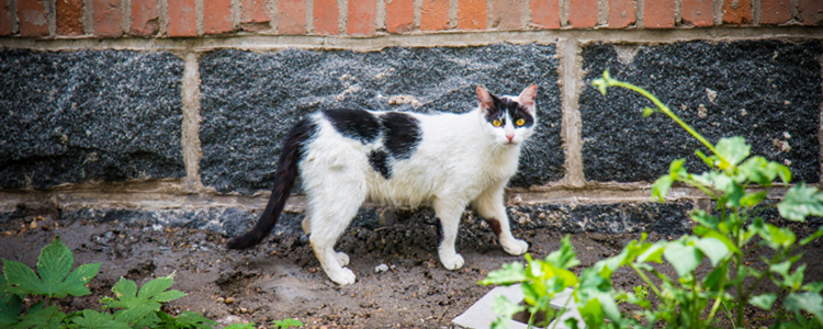 小野猫怎么驯服成家猫