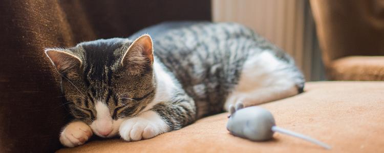 猫眼睛里有透明丝状物