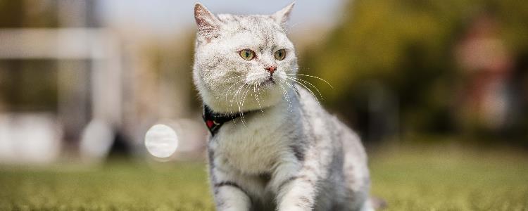 如何处理一只猫欺负另一只猫