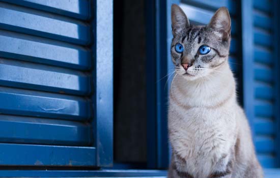 猫咪可以坐飞机吗