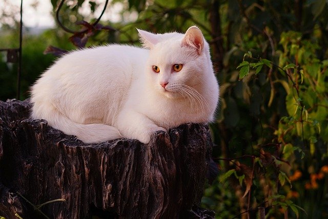 怎么区分金渐层和橘猫