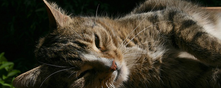 猫呼吸急促肚子一抽一抽的