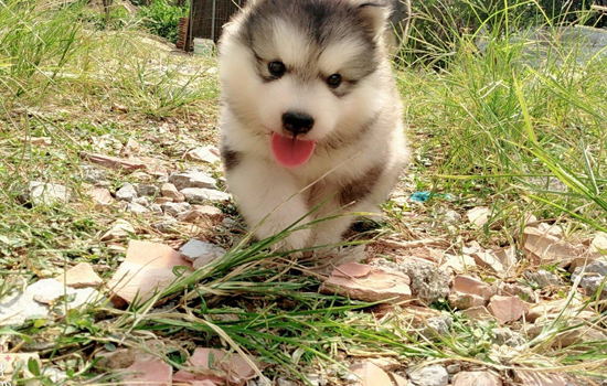 禁养犬怎么处理抓住