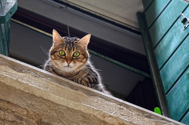 猫可以看到颜色吗