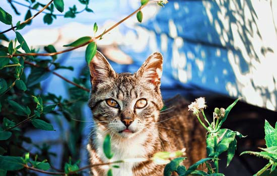 猫咪不能闻什么味道