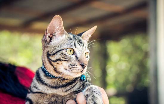 宠物猫出生多久打疫苗驱虫