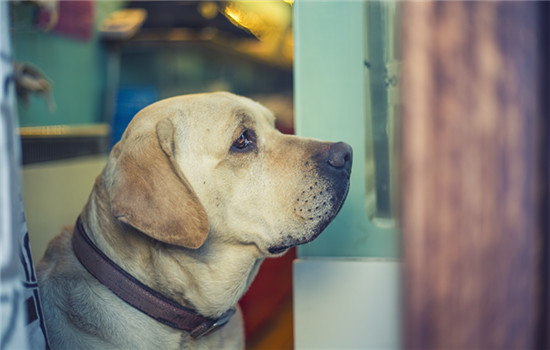 犬窝咳吃什么药效果好