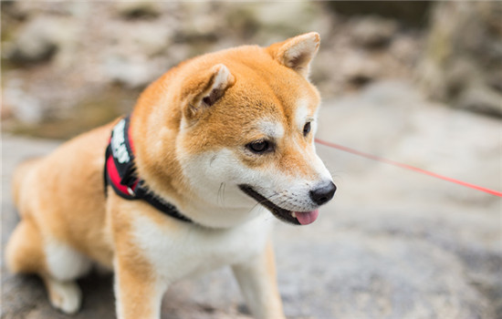 狗狗体温39.5正常吗拉稀吐没精神