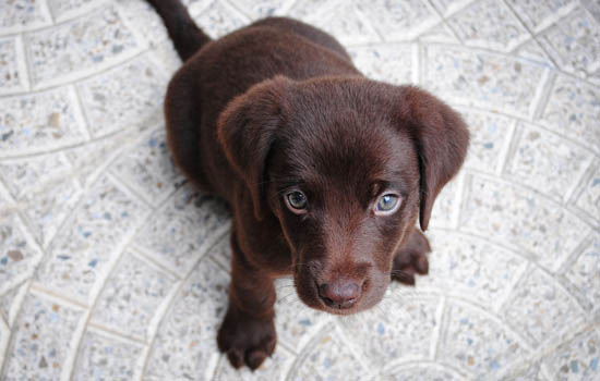 马尔济斯犬出生几天睁眼