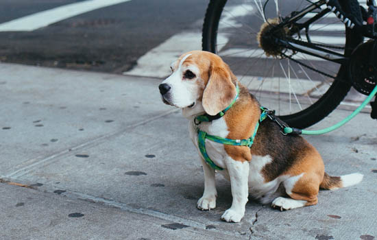 犬细小病毒症状和治疗方法