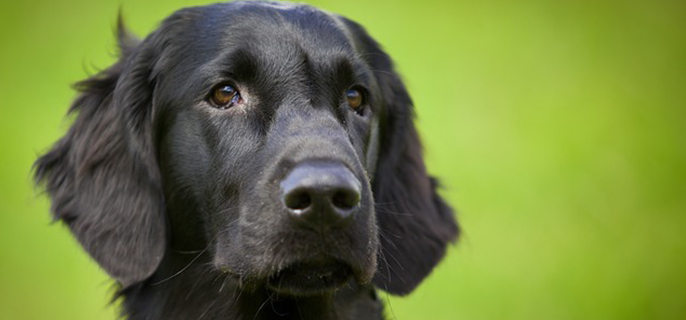 狗狂犬病的症状