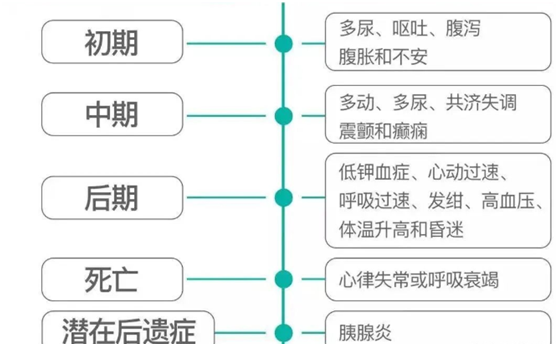 小猫能吃巧克力吗