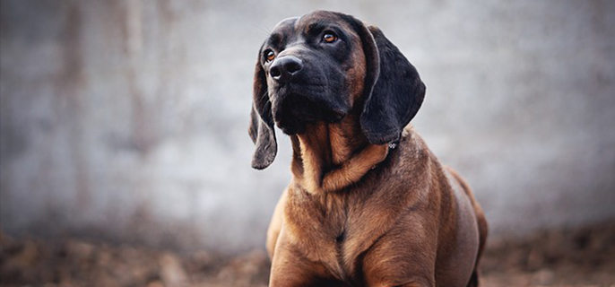 狗有狂犬病毒一定会发病吗