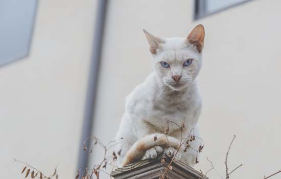 猫三联和狂犬疫苗需要年年都打吗