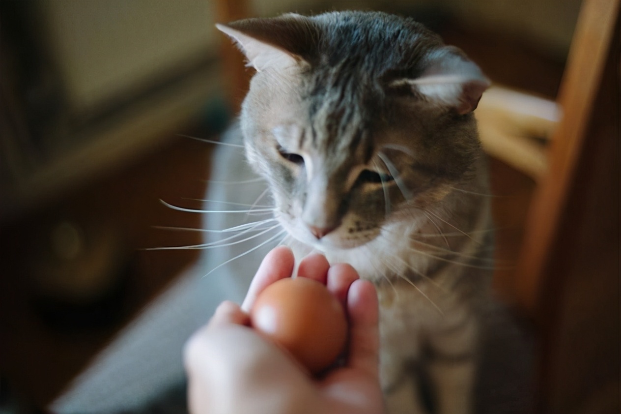 猫可以吃鸡蛋吗熟的