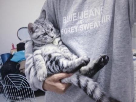 怎么抱猫猫咪不会反抗