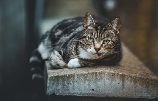 两个新手猫咪不会配怎么办