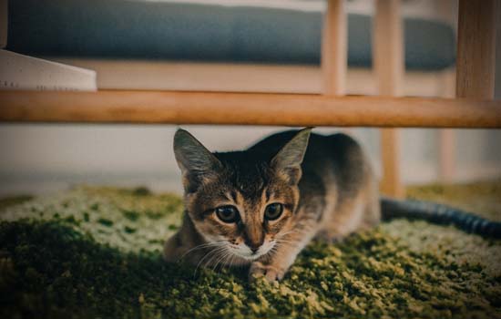 猫夏天需要开空调吗