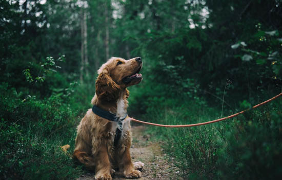 柴犬该如何挑选?