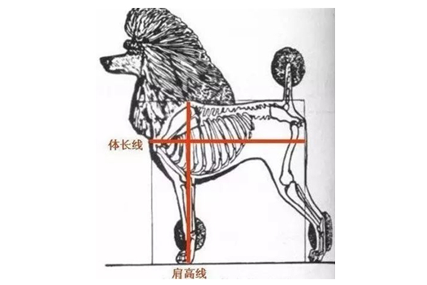 狗肩高怎么测量