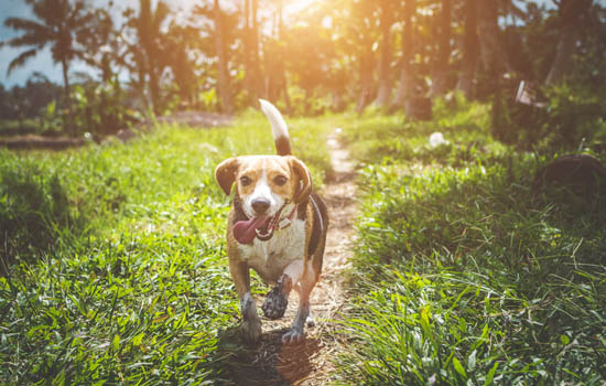 2～3个月的狗狗有狂犬病吗